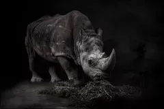 rino